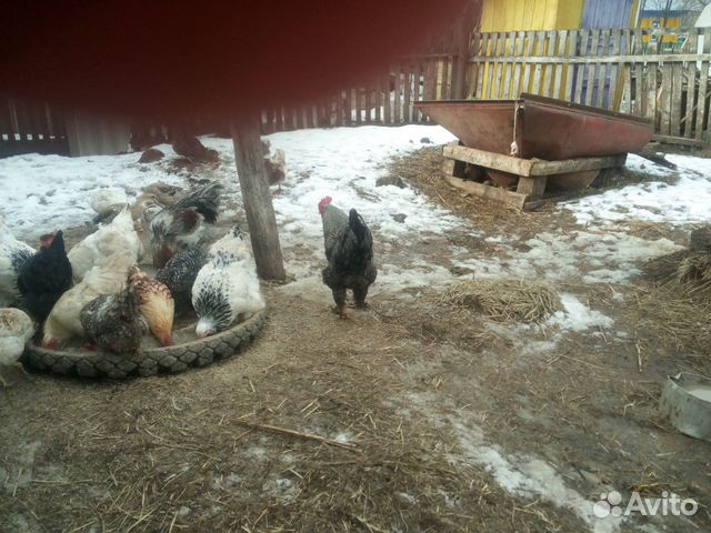 Яйцо для инкубации,кур разных пород,уток,цыплята купить на Зозу.ру - фотография № 6
