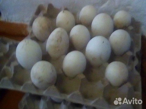 Яйцо гусиное парода линда домашние купить на Зозу.ру - фотография № 1