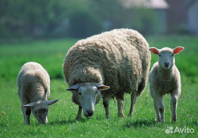 Овца с ягнятами купить на Зозу.ру - фотография № 1