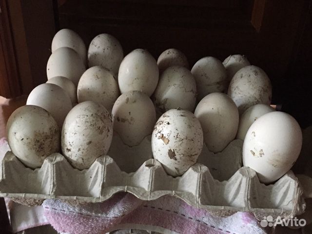 Продам гусиные яйца купить на Зозу.ру - фотография № 1
