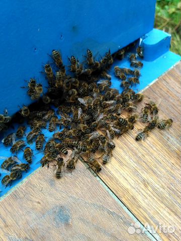 Зимовалые пчёлосемьи и пчелопакеты купить на Зозу.ру - фотография № 1