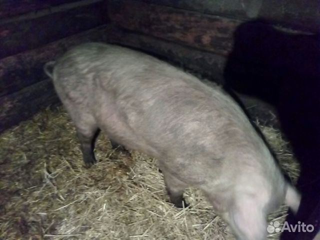 Стадо свиней купить на Зозу.ру - фотография № 2