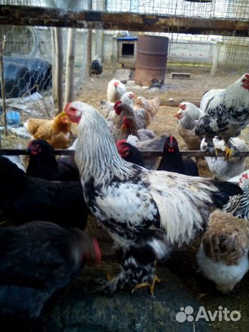 Суточные цыплята Брама. Инкубационное яйцо Брама купить на Зозу.ру - фотография № 2