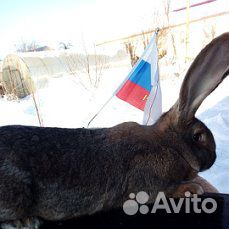Рабочие племенные кролы купить на Зозу.ру - фотография № 6
