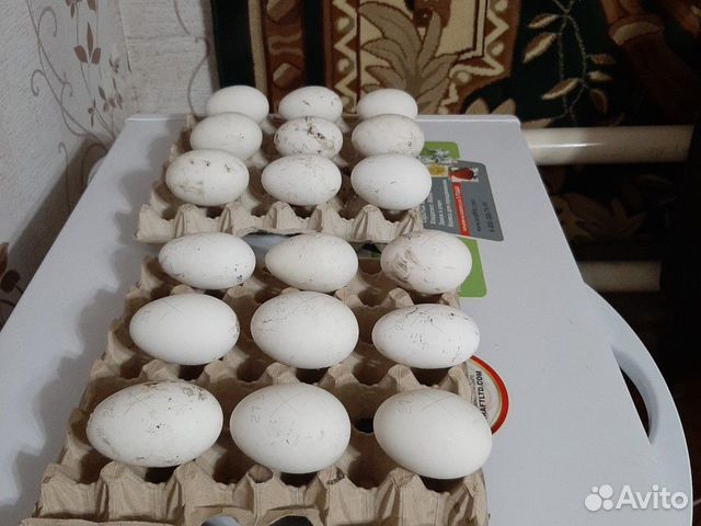 Гусинные яйца купить на Зозу.ру - фотография № 1
