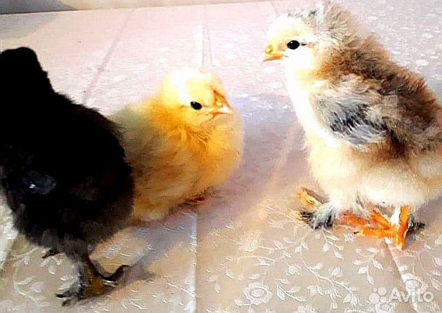 Разноцветные цыплята несушки, ноги клеш 10-дневные купить на Зозу.ру - фотография № 1