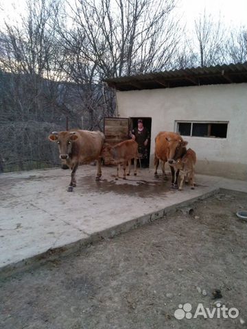 Коровы чистые, здоровые, ухоженные, дойные, с теля купить на Зозу.ру - фотография № 9