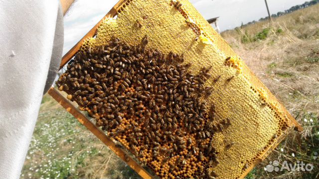 Пчелопакеты 4 рамки расплода купить на Зозу.ру - фотография № 1