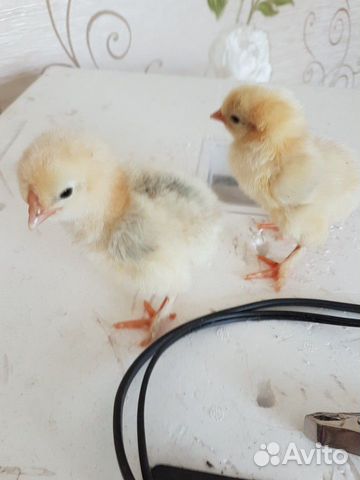 Яйца инкубационные и цыплята купить на Зозу.ру - фотография № 2
