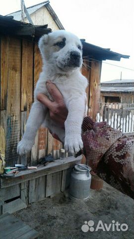 Среднеазиатская овчарка (алабаи) купить на Зозу.ру - фотография № 8