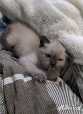 Кошка Британская Колор-Пойнт. 1 месяц. Торг купить на Зозу.ру - фотография № 4