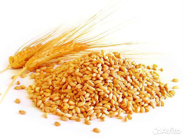 Кукуруза, пшеница купить на Зозу.ру - фотография № 2