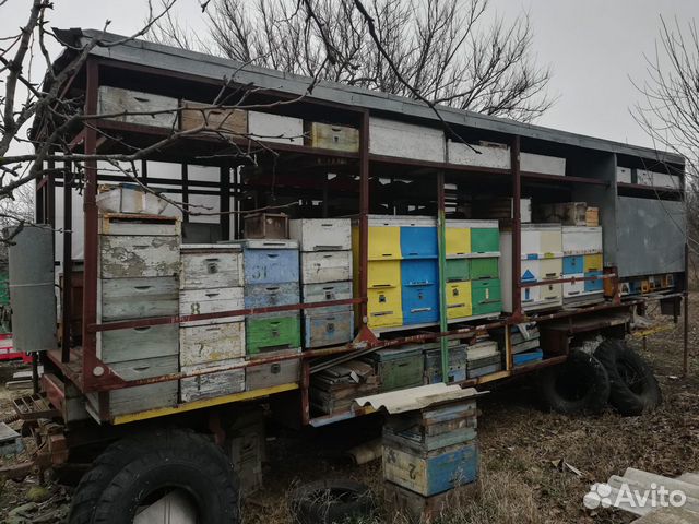 Пчелосемьи Карпатка, вместе с ульями купить на Зозу.ру - фотография № 2