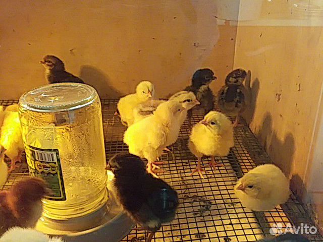 Цыплята разные купить на Зозу.ру - фотография № 1