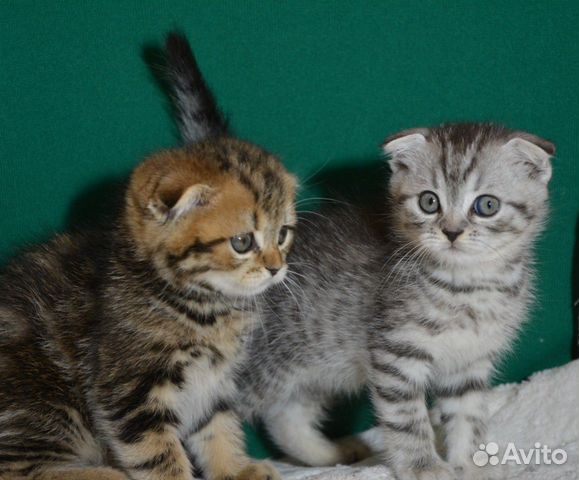 Вислоухие мраморные Вислоухие мраморные