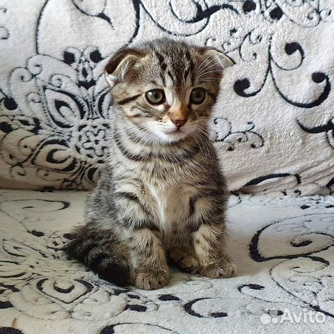Котёнок девочка Котёнок девочка