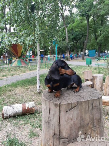 Мини таксёнок. Питомник