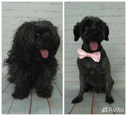 Груминг, стрижка собак и кошек