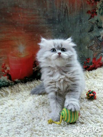Элитные котята Элитные котята