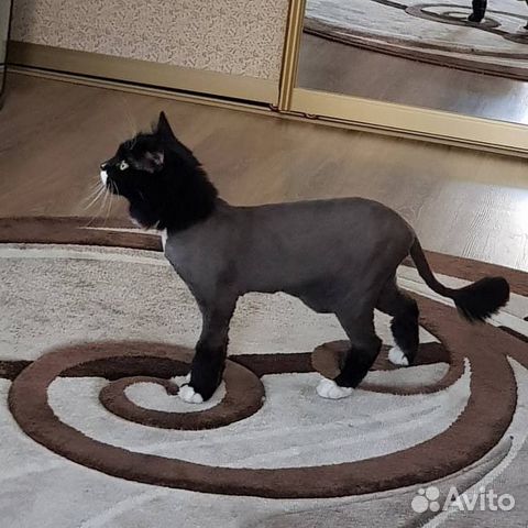 Стрижка собак и кошек, груминг, мелких пород