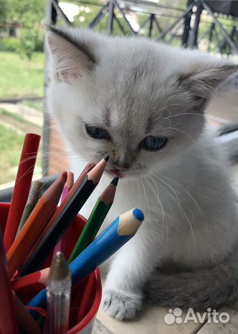 Котик британский шиншилл