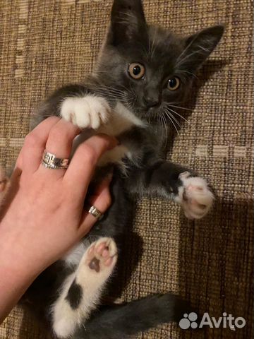 Кошка Кошка