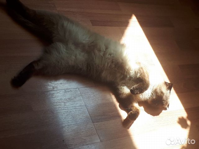 Кошка Кошка