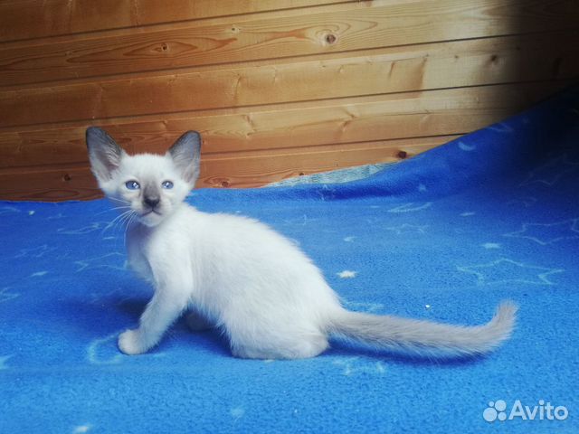 Ориентальные котята Ориентальные котята