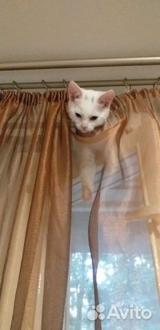 Котятки ищут добрых хозяев Котятки ищут добрых хозяев