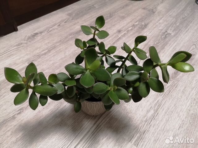 Толстянка (Денежное дерево) Толстянка (Денежное дерево)