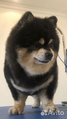 Грумер Стрижка собак и кошек (Люблино)