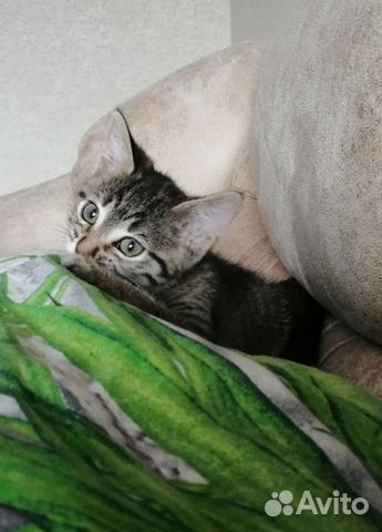 Котенок (кошечка)