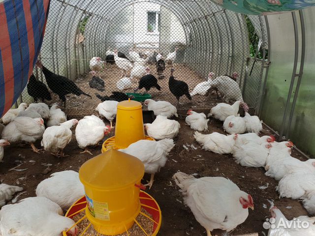 Навоз куриный, перепелиный