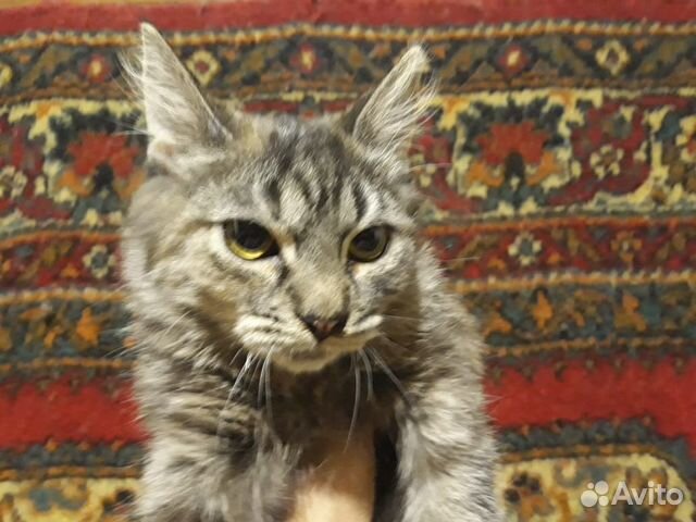 Камила ищет дом