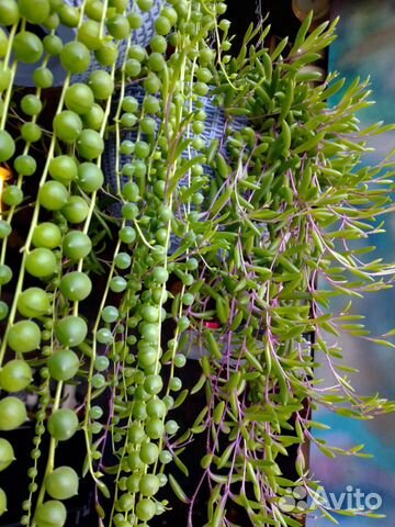 Крестовники - много видов