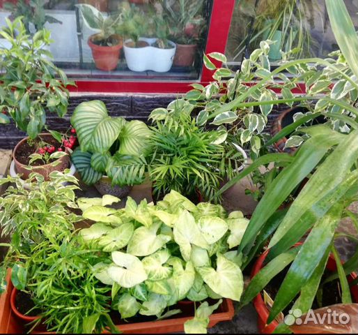 Комнатные цветы и сопутствующие товары