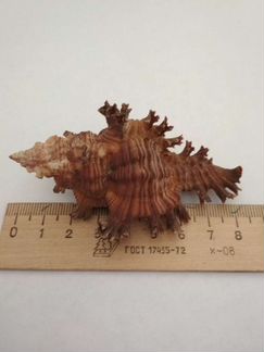 Ракушка морская