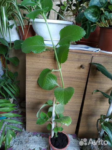 Домашняя мята