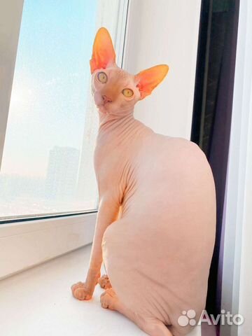 Канадский сфинкс вязка