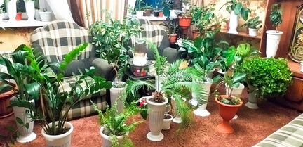 Комнатные цветы