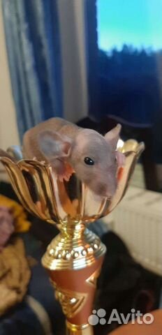 Лысые крысята сфинксы с клеткой