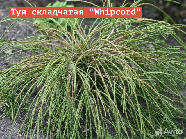 Туя складчатая whipcord описание и фото