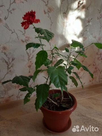Гибискус китайская роза