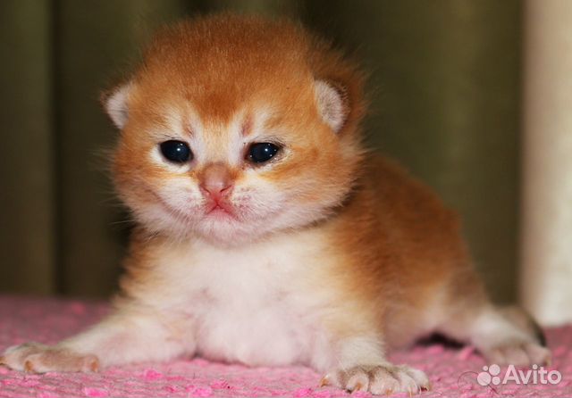 Котята британской золотой и серебристой шиншиллы