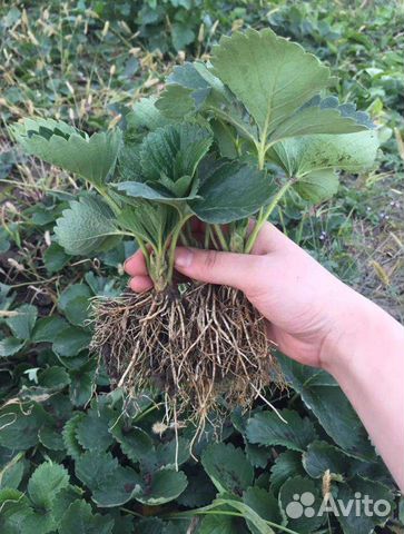 Рассада клубники