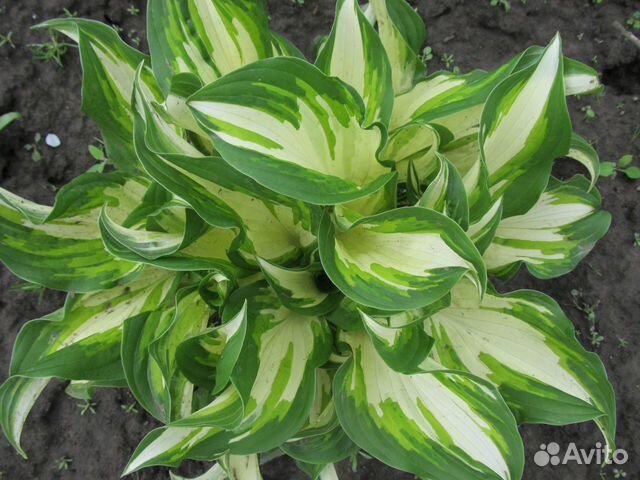 Растения для дома и дачи