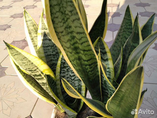 Комнатные растения номер 6