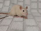 Декоративная крыса. Мальчик (3 месяца)