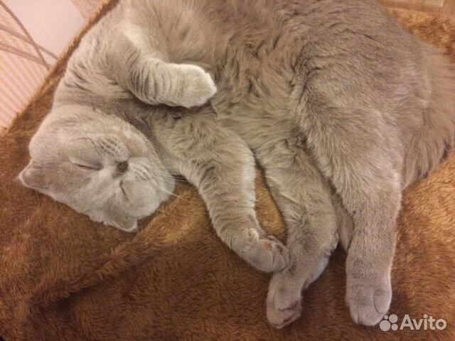 Шотландский вислоухий кот на вязку