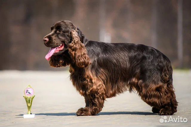 Вязка собак